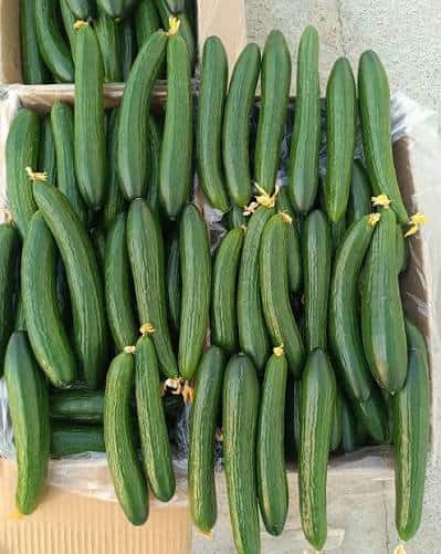 Fresh Cucumber Grade A